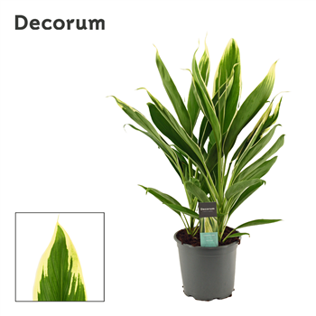 Cordyline New Conga F00000624