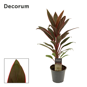 Cordyline Rumba F00000620