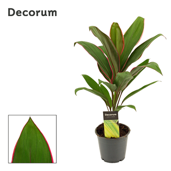 Cordyline Salsa F00000480