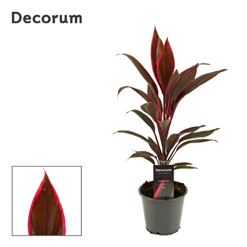 Cordyline Tango F00000621