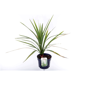 Cordyline australis F00005638