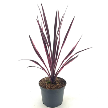 Cordyline australis 'Paso Doble' F00008422