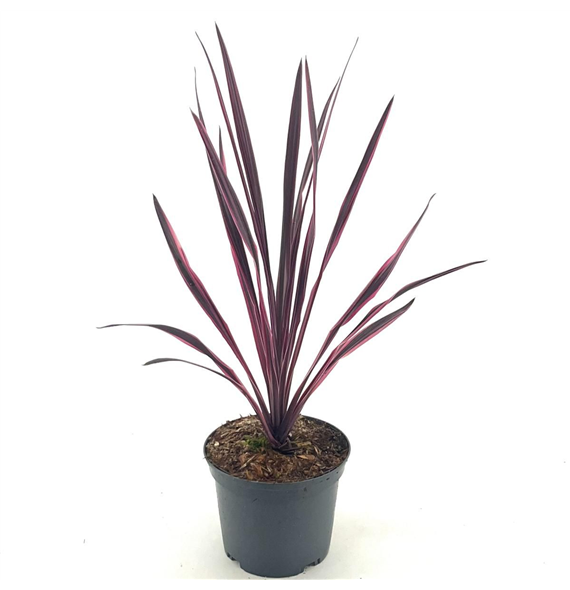 Cordyline australis 'Paso Doble' F00008422