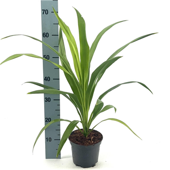 Cordyline australis 'Emerald Star' F00008360