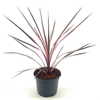 Cordyline australis 'Southern Splendour' F00008295