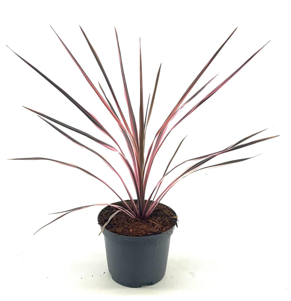 Cordyline australis 'Southern Splendour' F00008295