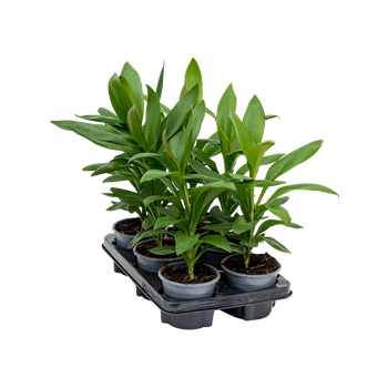 Cordyline fruticosa 'Glauca' 6/tray 4COGLTU13