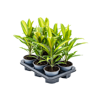 Cordyline fruticosa 'Kiwi' 6/tray 4COKITU12