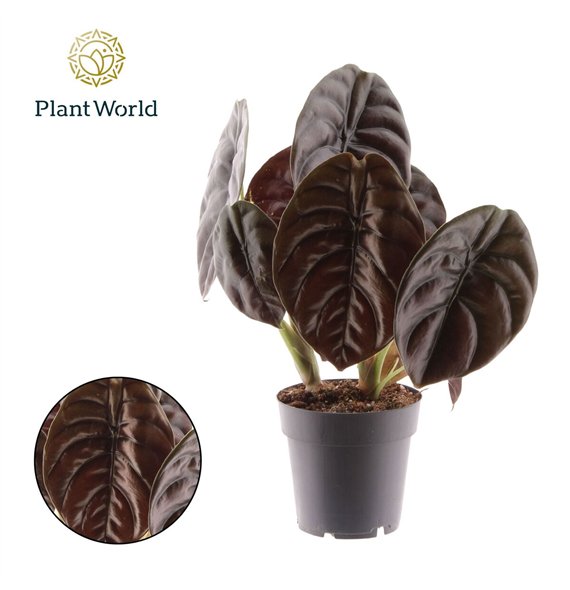 Alokazija cuprea red secret Red Secret 1 pp 30cm 14cm Q182