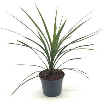 Cordyline indivisa 'Peko' F00008423