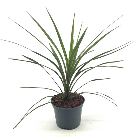 Cordyline indivisa 'Peko' F00008423