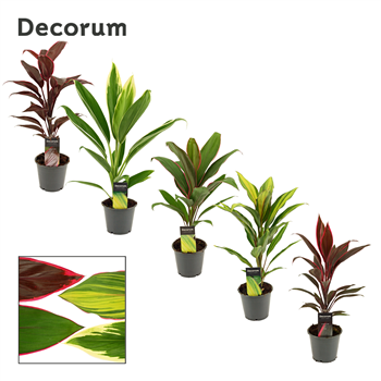 Cordyline mix F00000617