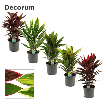 Cordyline mix F00000622