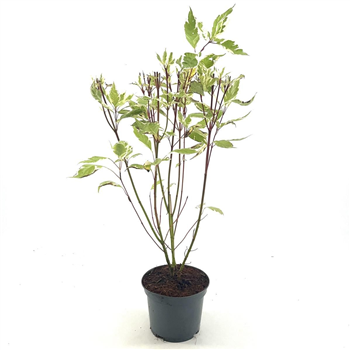 Cornus alba 'Elegantissima' F00008292