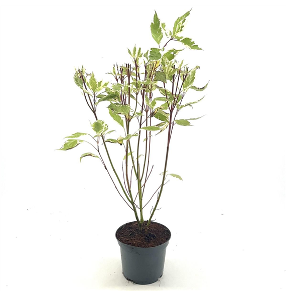 Cornus alba 'Elegantissima' F00008292