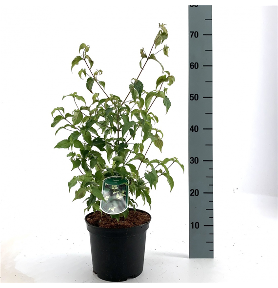 Cornus kousa F00008397