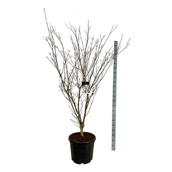 Cornus kousa 'Weisse Fontaine' F00006967