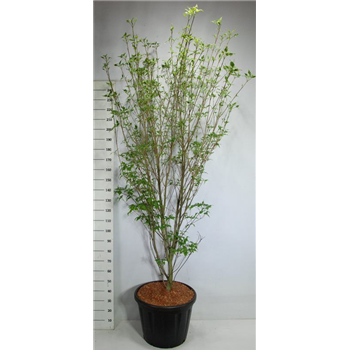 Cornus kousa 'Weisse Fontaine' F00006067