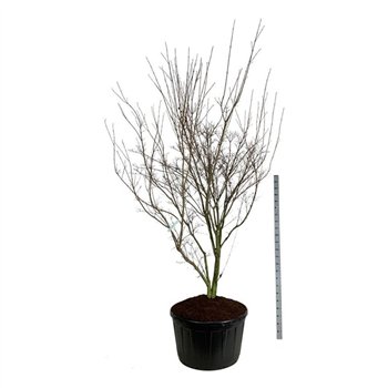 Cornus kousa 'Weisse Fontaine' F00007268
