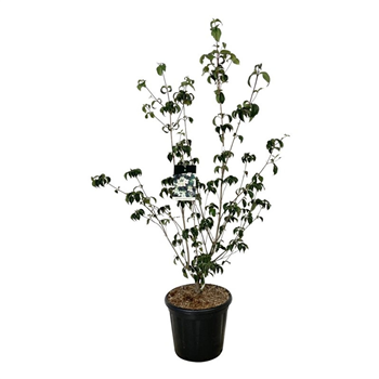 Cornus kousa 'Wieting's Select' F00005861