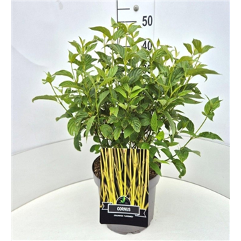 Cornus sericea 'Flaviramea' F00008243
