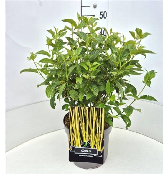 Cornus sericea 'Flaviramea' F00008243