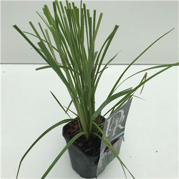 Cortaderia selloana 'Rosea' F00003882