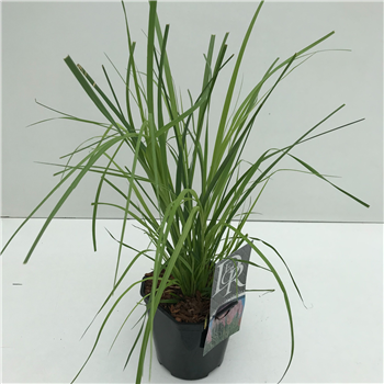Cortaderia selloana 'Rosea' F00003867