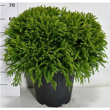 Cryptomeria japonica 'Globosa Nana' F00007555