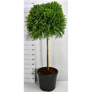 Cryptomeria japonica 'Globosa Nana' F00006673