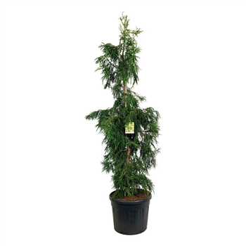 Cryptomeria japonica 'Kyara Gold' F00007091