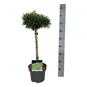 Cryptomeria japonica 'Toad' F00007402