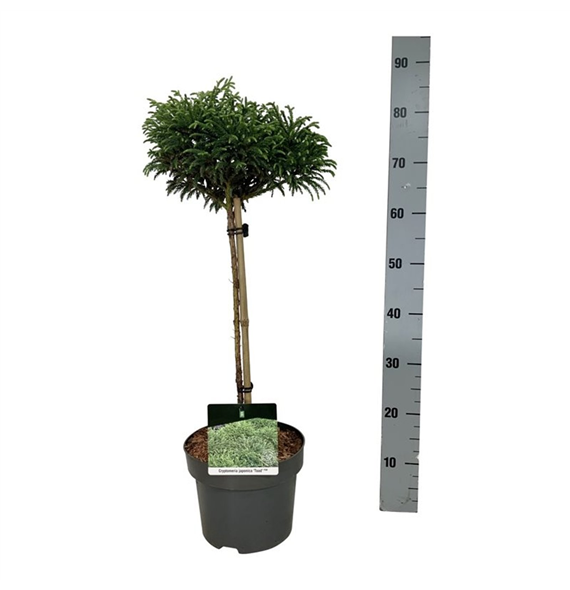 Cryptomeria japonica 'Toad' F00007402