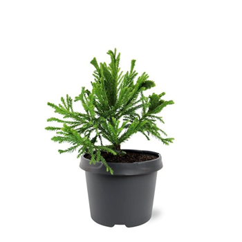 Cryptomeria japonica 'Serama' F00007909