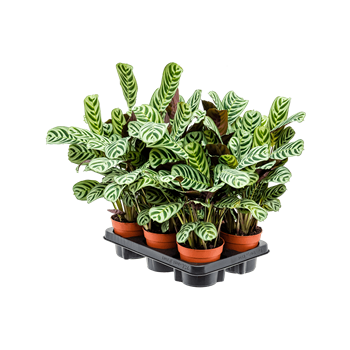 Ctenanthe burle-marxii 'Amabilis' 6/tray 4CTBMBP12