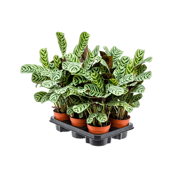 Ctenanthe burle-marxii 'Amabilis' 6/tray 4CTBMBP12