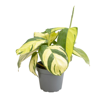 Ctenanthe pilosa 'Golden Mosaic' F00001680