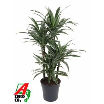Dracena deremensis 'Warneckei' F00002754