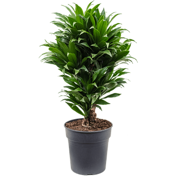 Dracena fragrans 'Compacta' 4DRCOVT01