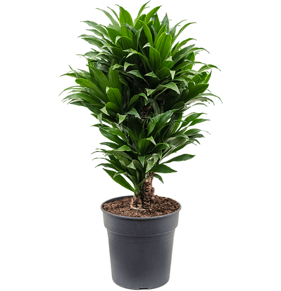Dracena fragrans 'Compacta' 4DRCOVT01
