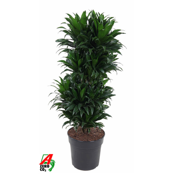 Dracena fragrans 'Compacta' F00002853