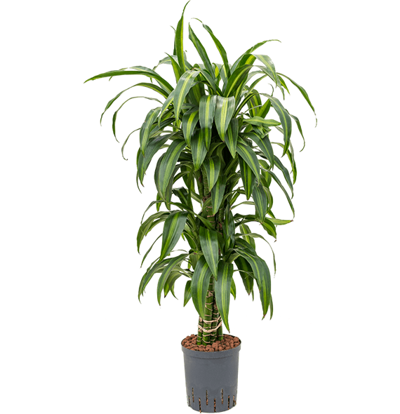 Dracena fragrans 'Hawaiian Sunshine' 1DRHSVT10