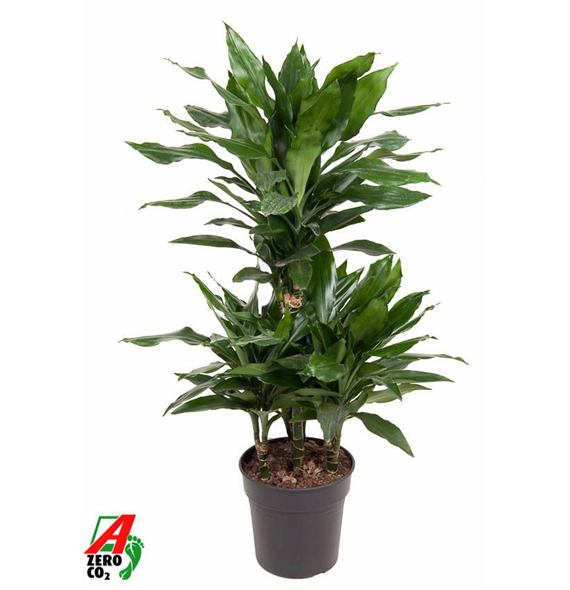 Dracena fragrans 'Janet Lind' F00005136