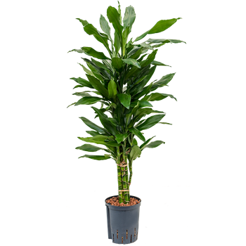 Dracena fragrans 'Janet Lind' 1DRJLVT00
