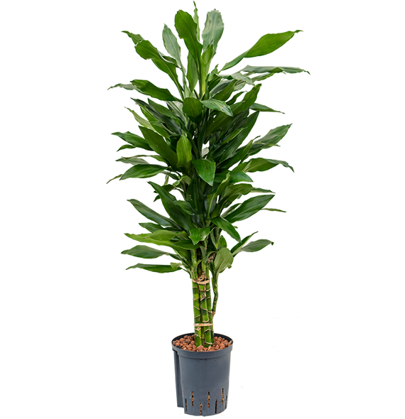 Dracena fragrans 'Janet Lind' 1DRJLVT00