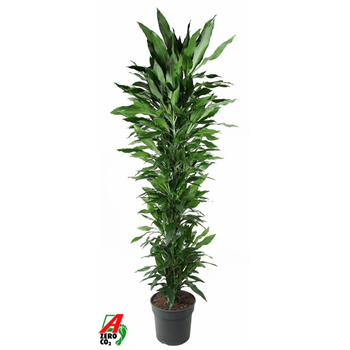 Dracena fragrans 'Janet Lind' F00005135