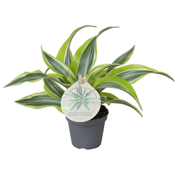 Dracena fragrans 'Lemon Surprise' F00004155