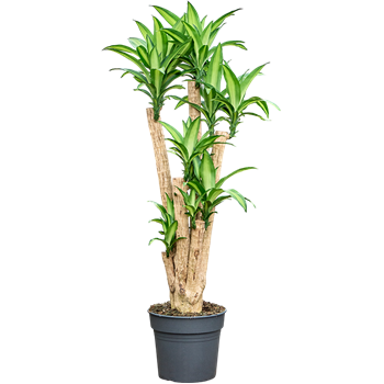 Dracena fragrans 'Massangeana' 4DRMSV104