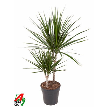 Dracena marginata F00002426