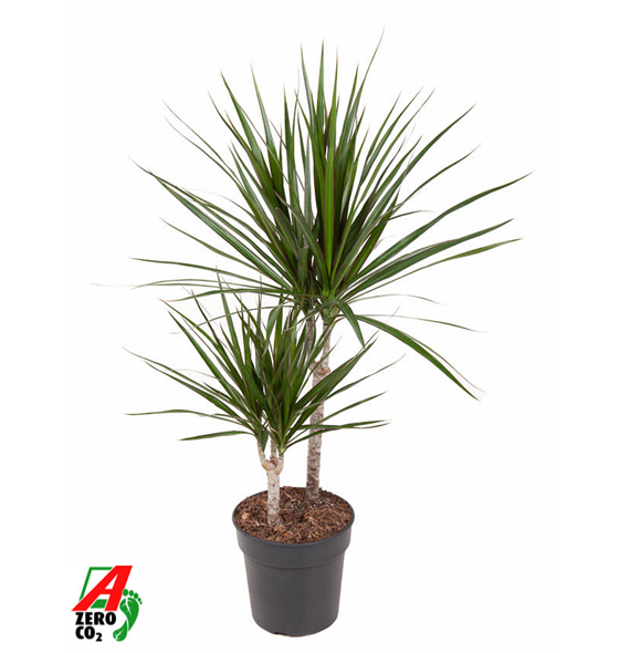 Dracena marginata F00002426
